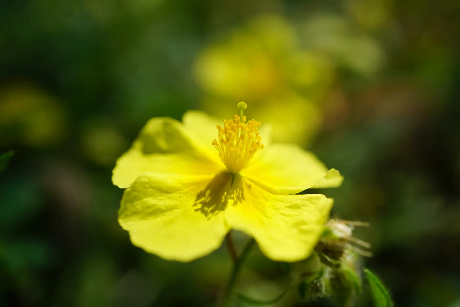 Sunrose (Helianthemum Num. 'Sunny Side Up') — mat-forming habit with vibrant green foliage; silvery-green leaves that provide an attractive backdrop for its