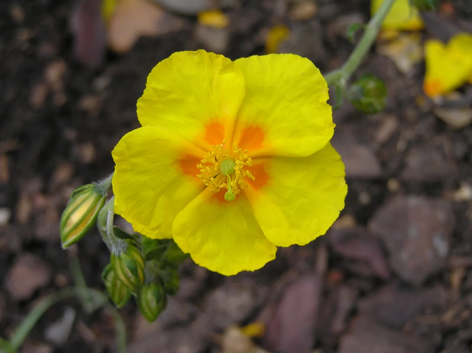 Sunrose (Helianthemum Num. 'Sunny Side Up') — Ideal for rock gardens and front-of-border placement, this perennial thrives in well-drained soil and full sun