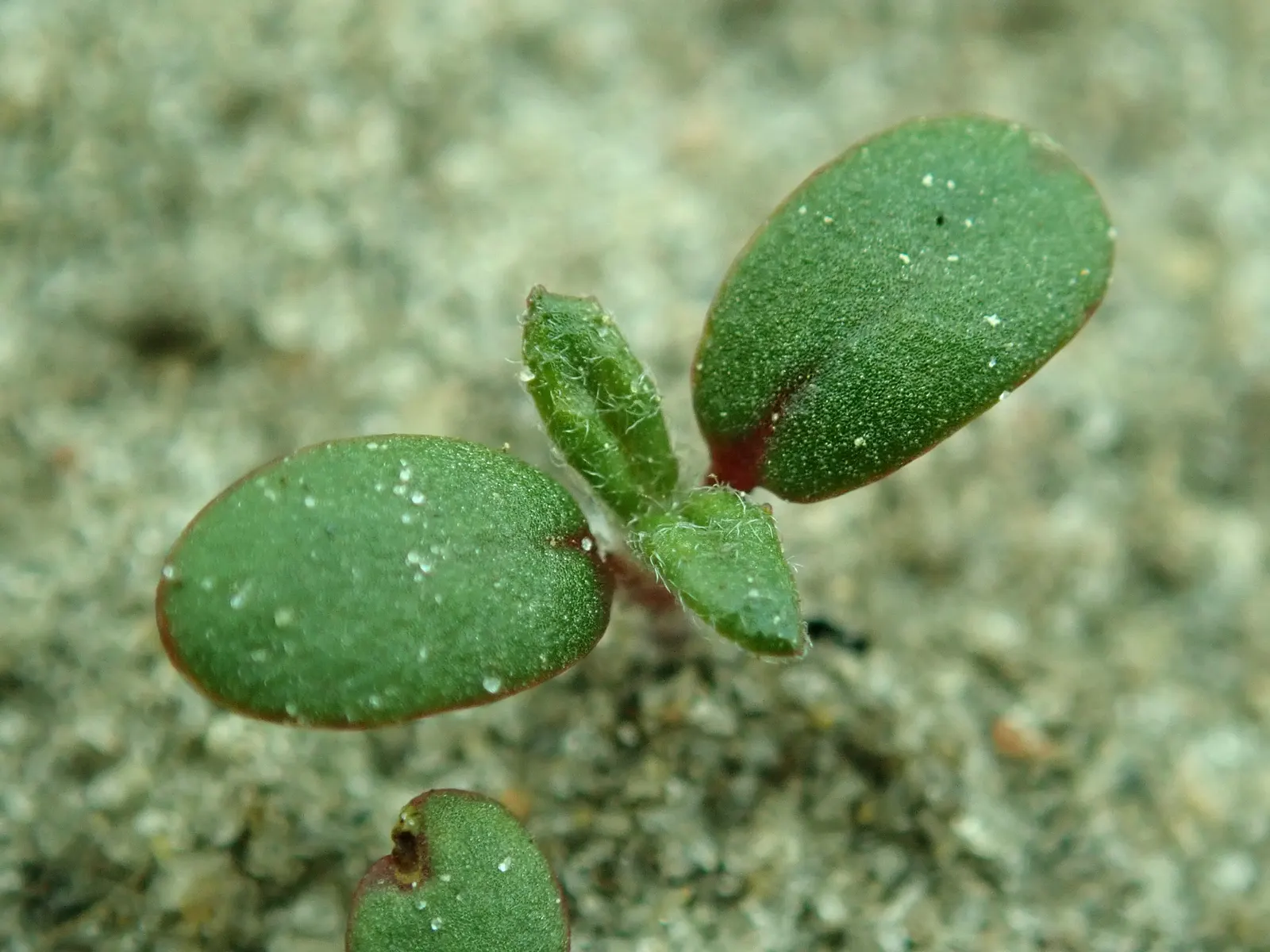Sunrose (Helianthemum Num. 'Sunny Side Up') — commonly known as Sunrose; ideal for rock gardens and front-of-border placement, this perennial, image 70