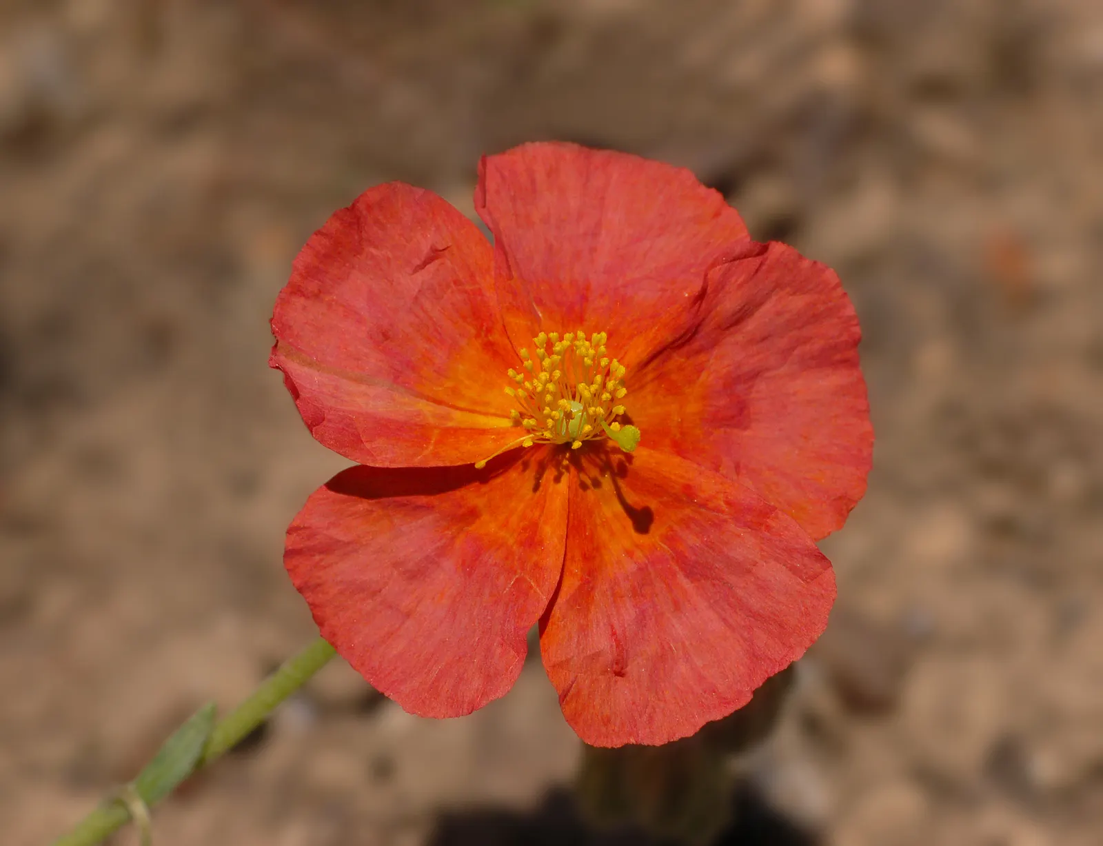 Sunrose (Helianthemum Num. 'Sunny Side Up') — This drought-tolerant plant is also suitable for rock gardens; commonly known as Sunrose
