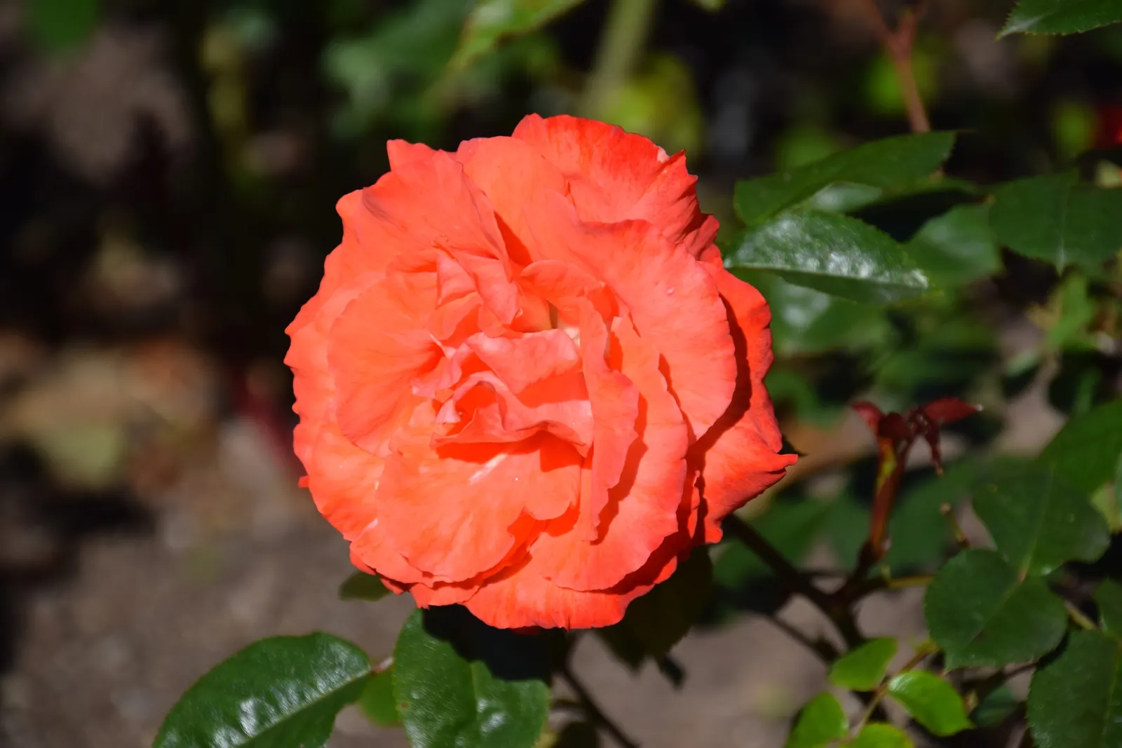 Sunrose (Helianthemum Num. 'Sunny Side Up') — making it ideal for the front of borders; where it receives at least 6 hours of direct sunlight daily, image 65