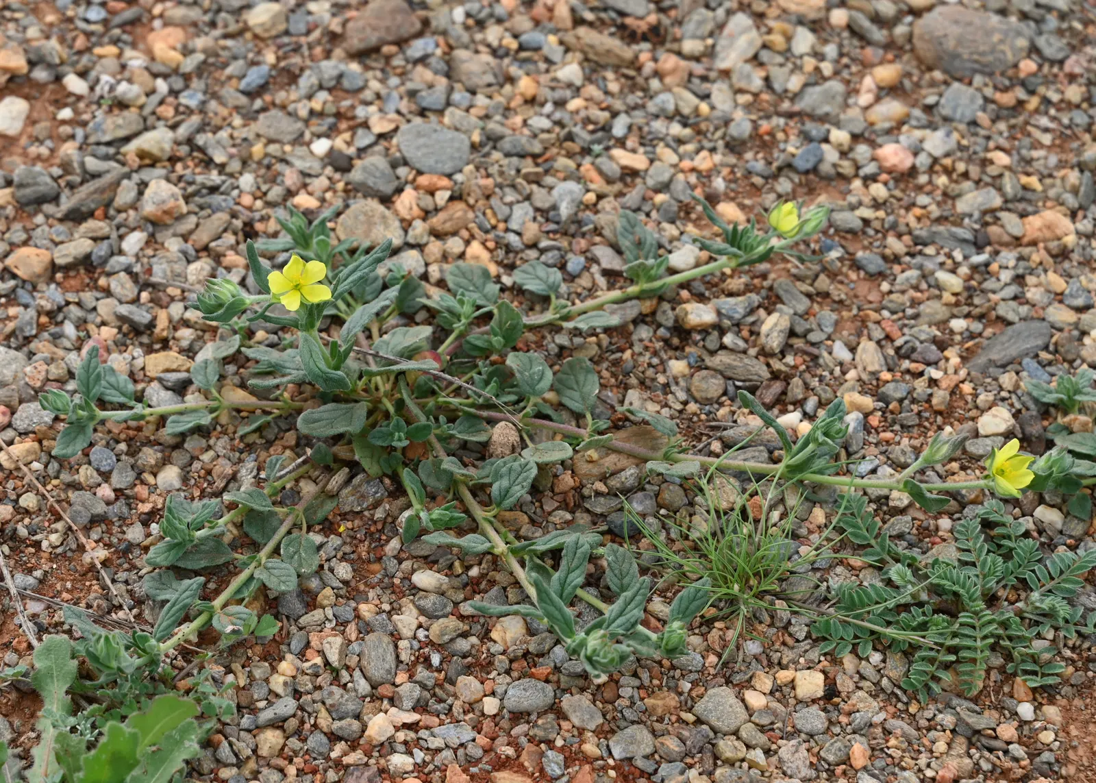 Sunrose (Helianthemum Num. 'Sunny Side Up') — shrub with multi-colored and white and yellow blooms; offer a joyful contrast and typically appear in the late
