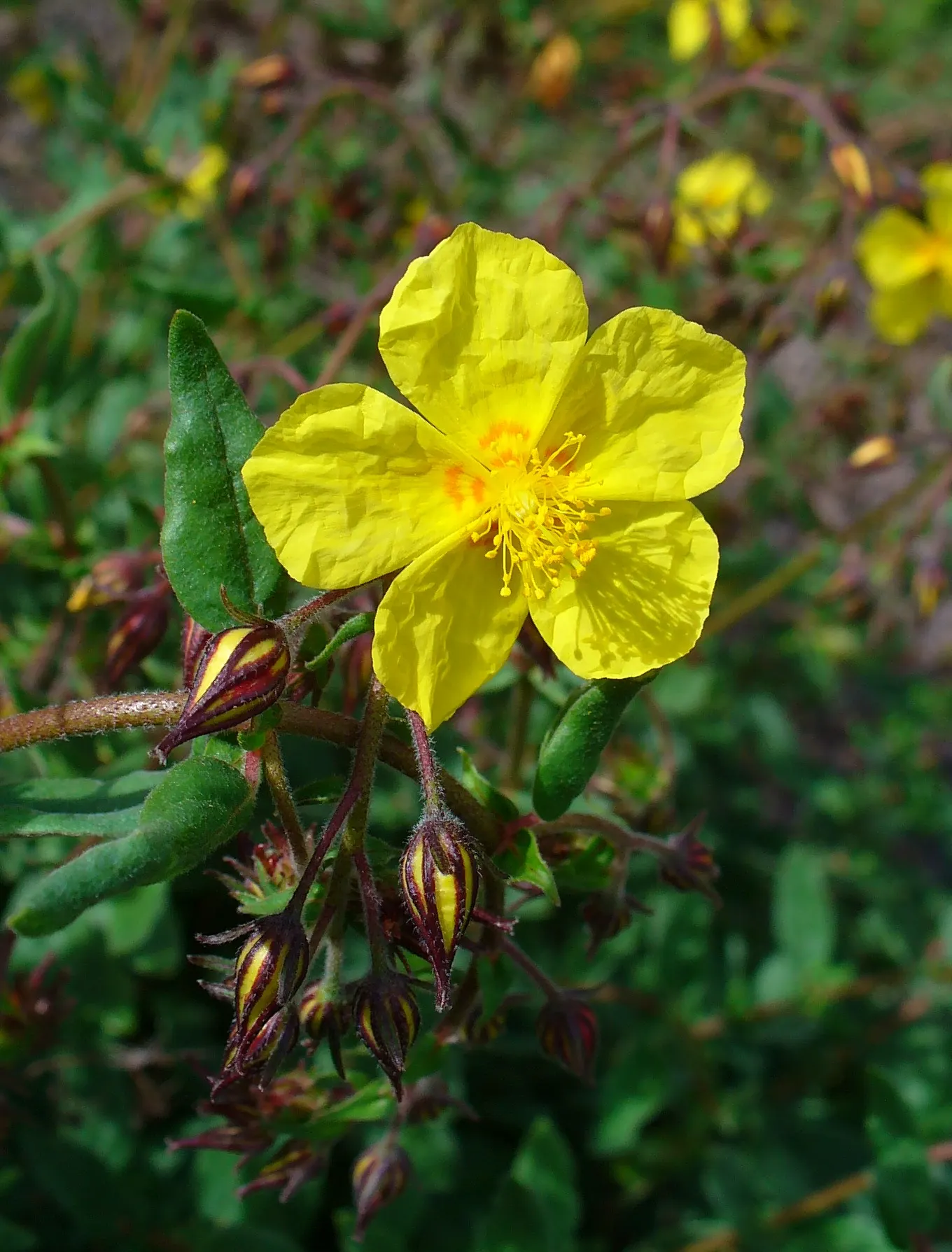 Sunrose (Helianthemum Num. 'Sunny Side Up') — silvery-green leaves that provide an attractive backdrop for its bright yellow flowers; mature size, image 80