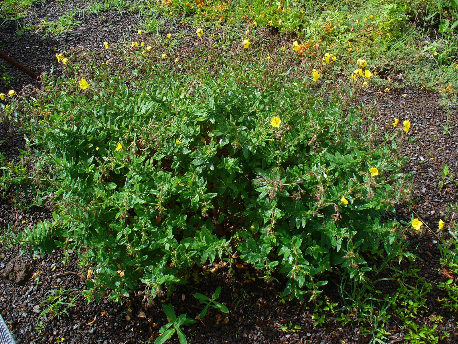 Sunrose (Helianthemum Num. 'Sunny Side Up') — Helianthemum nummularium 'Sunny Side Up'