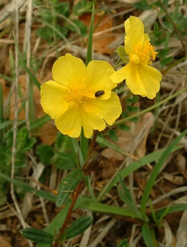 Sunrose (Helianthemum Num. 'Sunny Side Up') — Mature size is about 6 inches high and spreads 12-18 inches wide; is a charming low-growing perennial, image 51
