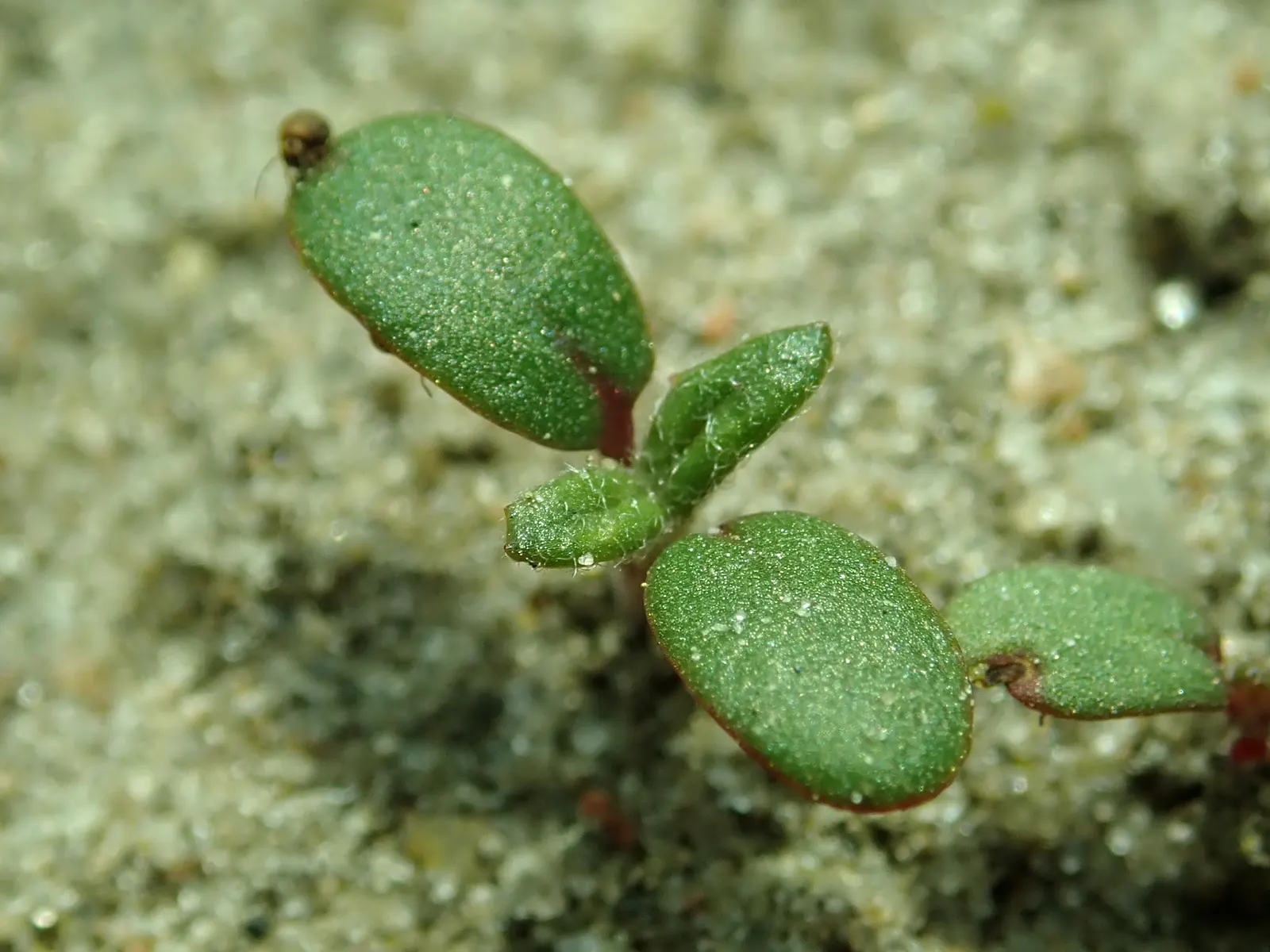Sunrose (Helianthemum Num. 'Sunny Side Up') — silvery-green leaves that provide an attractive backdrop for its bright yellow flowers; mature size, image 57