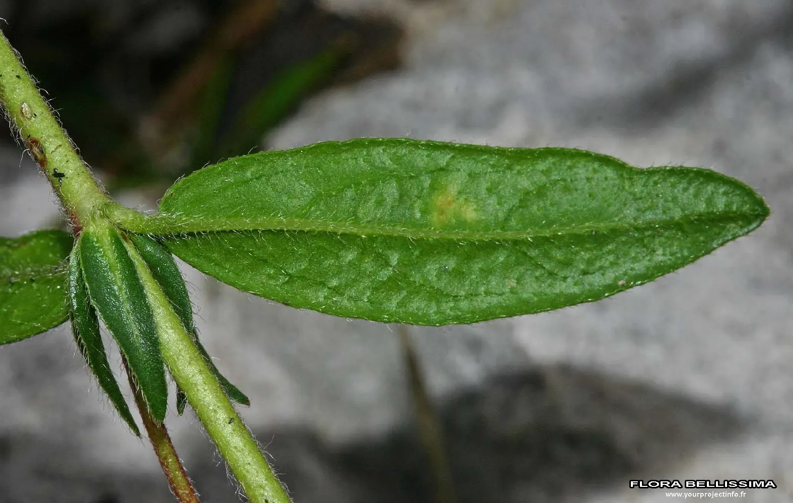Sunrose (Helianthemum Num. 'Sunny Side Up') — measuring about 1 inch across