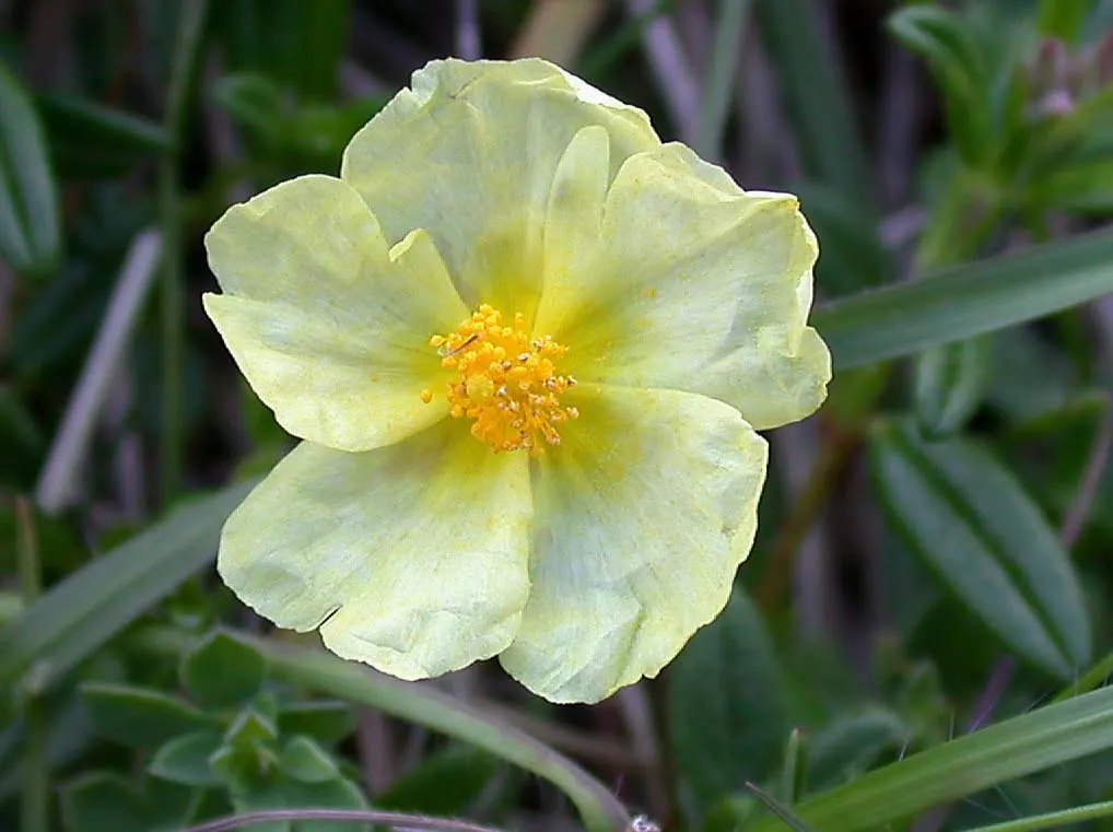 Sunrose (Helianthemum Num. 'Sunny Side Up') — Helianthemum nummularium 'Sunny Side Up'; shrub for full