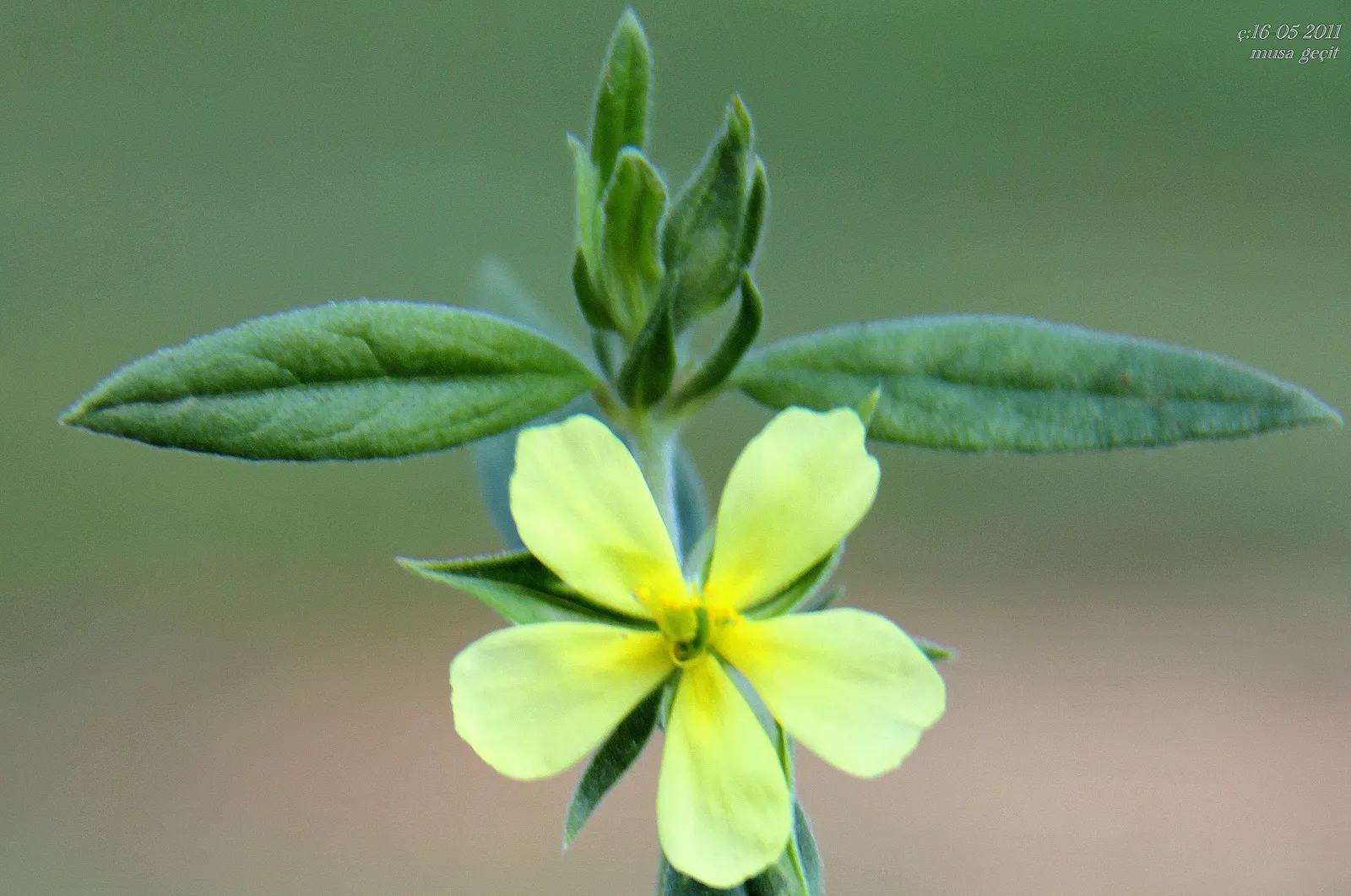 Sunrose (Helianthemum Num. 'Sunny Side Up') — commonly known as Sunrose; ideal for rock gardens and front-of-border placement, this perennial thrives in