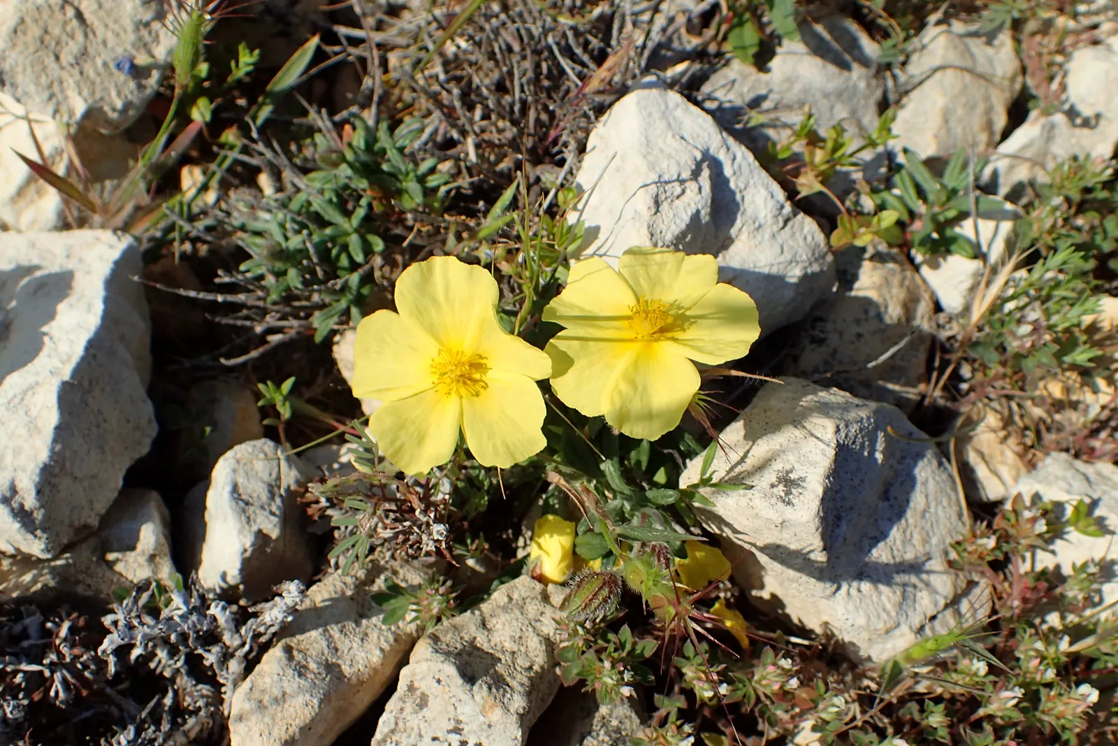 Sunrose (Helianthemum Num. 'Sunny Side Up') — consider its low stature and sprawling habit; commonly referred to as Sunrose, image 64