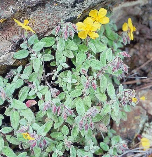 Sunrose (Helianthemum Num. 'Sunny Side Up') — mat-forming habit with vibrant green foliage; silvery-green leaves that provide an attractive, image 71