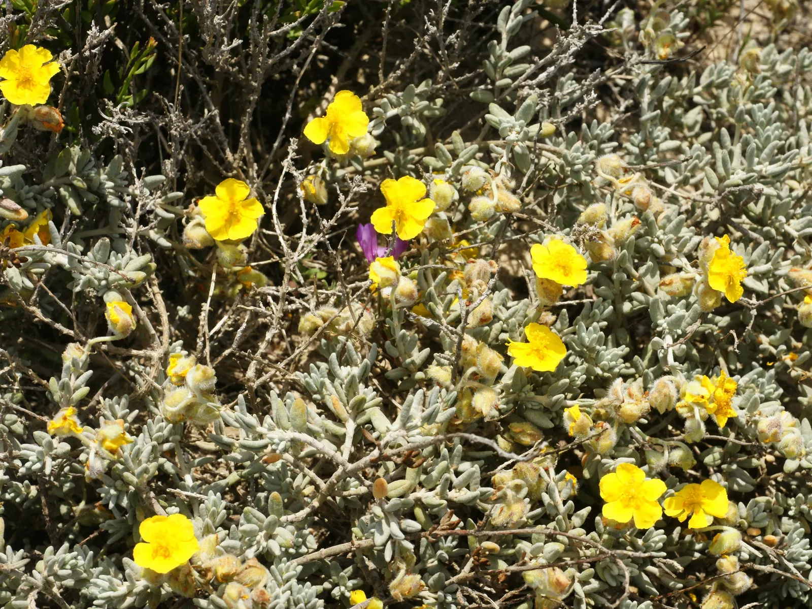 Sunrose (Helianthemum Num. 'Sunny Side Up') — where it receives at least 6 hours of direct sunlight daily