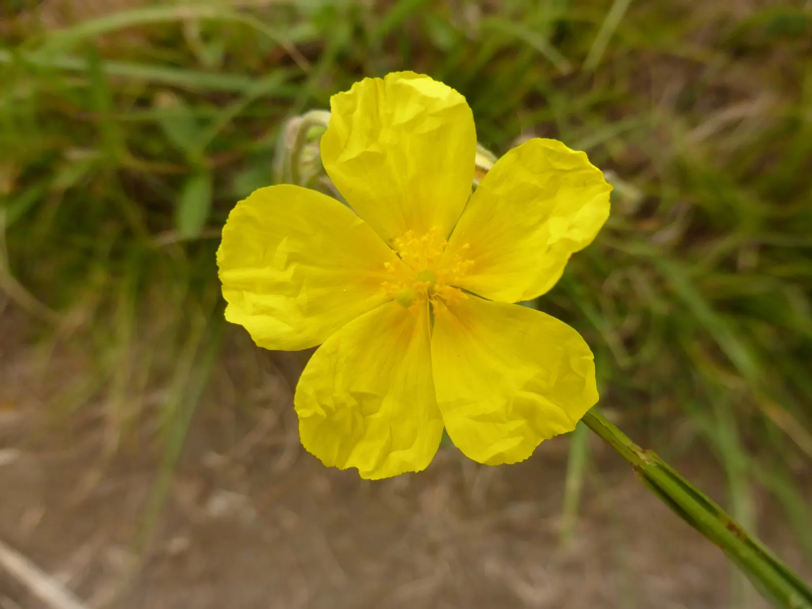 Sunrose (Helianthemum Num. 'Sunny Side Up') — providing excellent ground cover and drought tolerance once established; ensuring optimal flowering, image 52