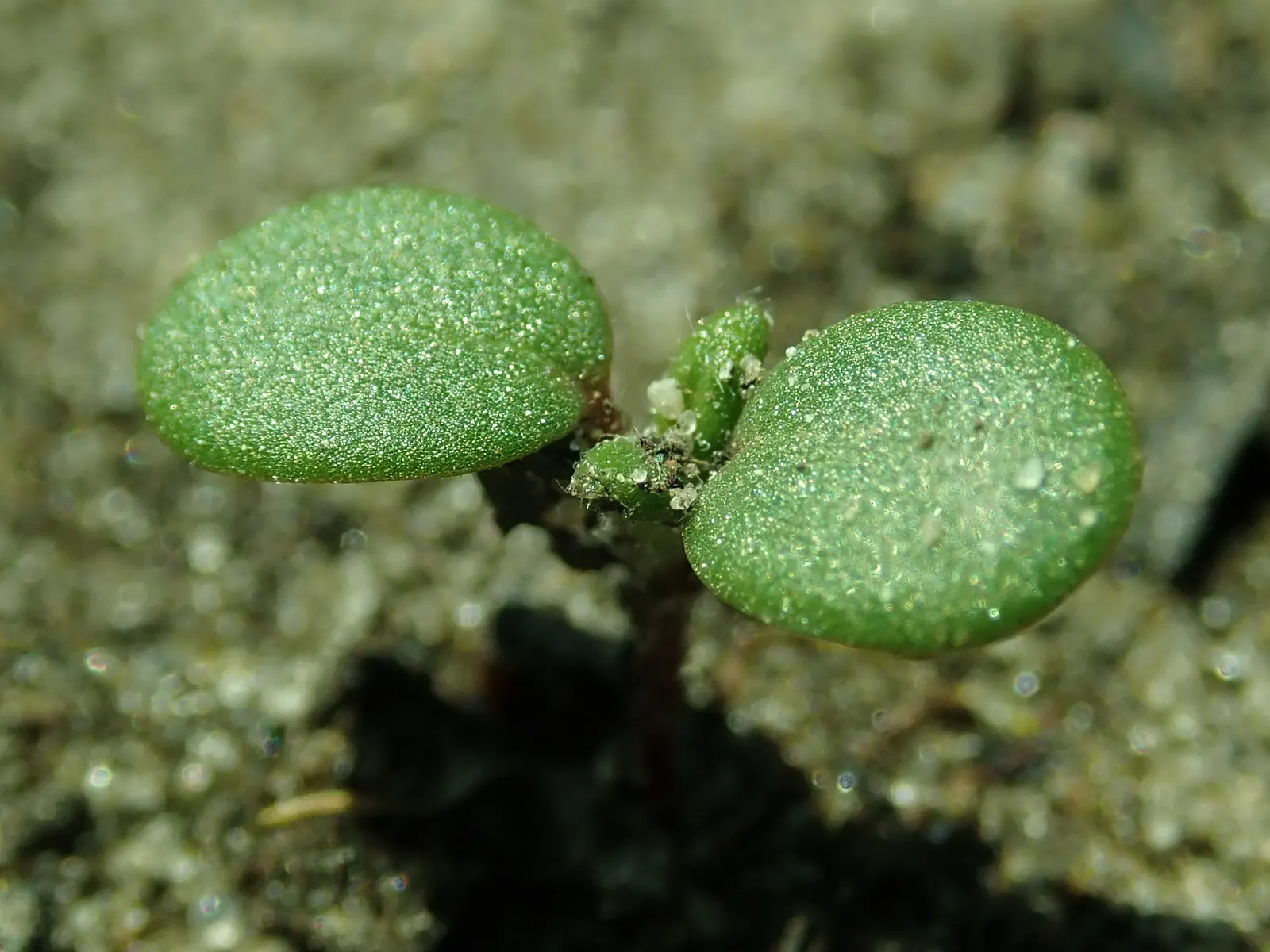 Sunrose (Helianthemum Num. 'Sunny Side Up') — silvery-green leaves that provide an attractive backdrop for its bright yellow flowers; mature size is about 6
