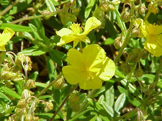 Sunrose (Helianthemum Num. 'Sunny Side Up') — or as part of a rock garden assembly