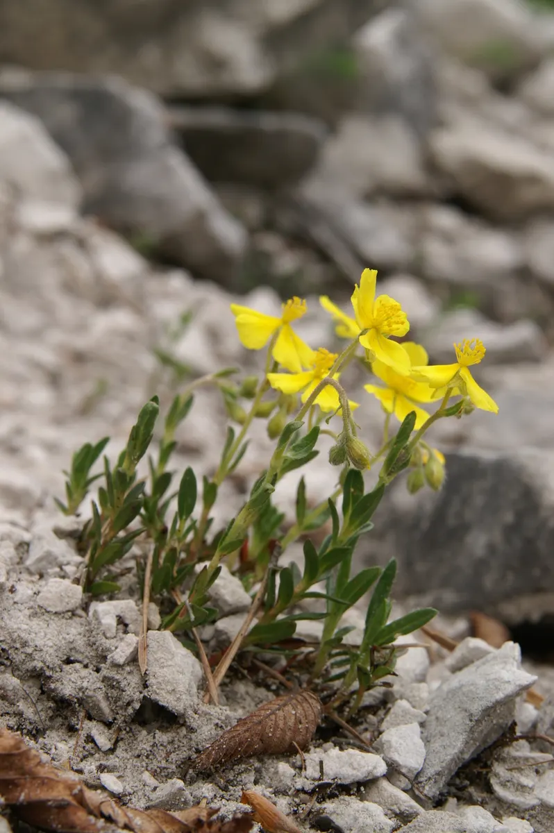 Sunrose (Helianthemum Num. 'Sunny Side Up') — ensuring optimal flowering; this drought-tolerant plant is also suitable for rock gardens