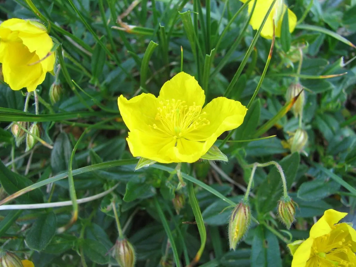 Sunrose (Helianthemum Num. 'Sunny Side Up') — shrub for full; or as part of a rock garden assembly, image 69