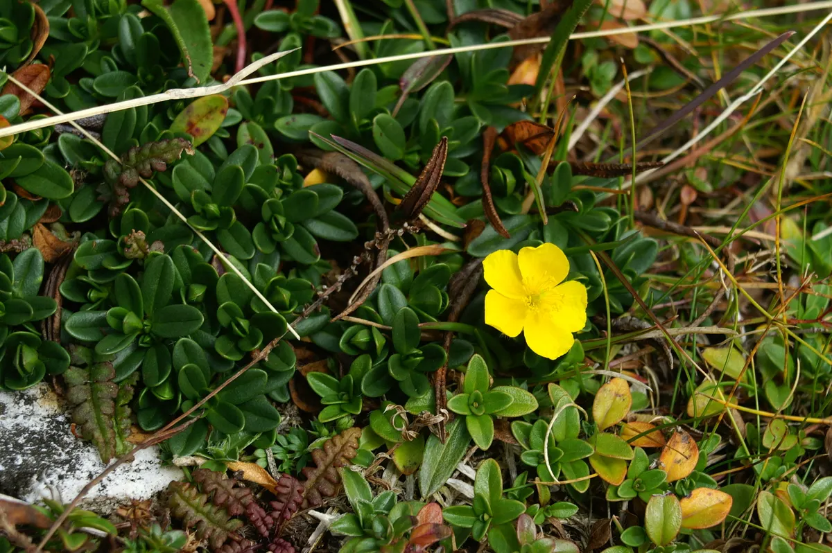 Sunrose (Helianthemum Num. 'Sunny Side Up') — Mature size is about 6 inches high and spreads 12-18 inches wide; is a charming low-growing perennial that