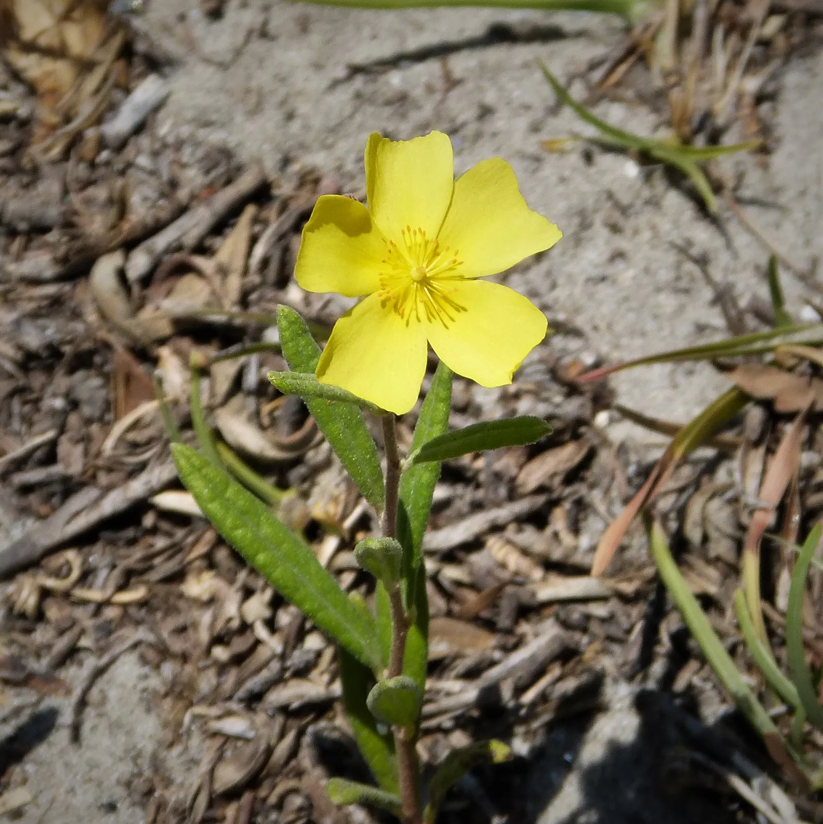 Sunrose (Helianthemum Num. 'Sunny Side Up') — This resilient cultivar is prized for its evergreen qualities in warmer climates