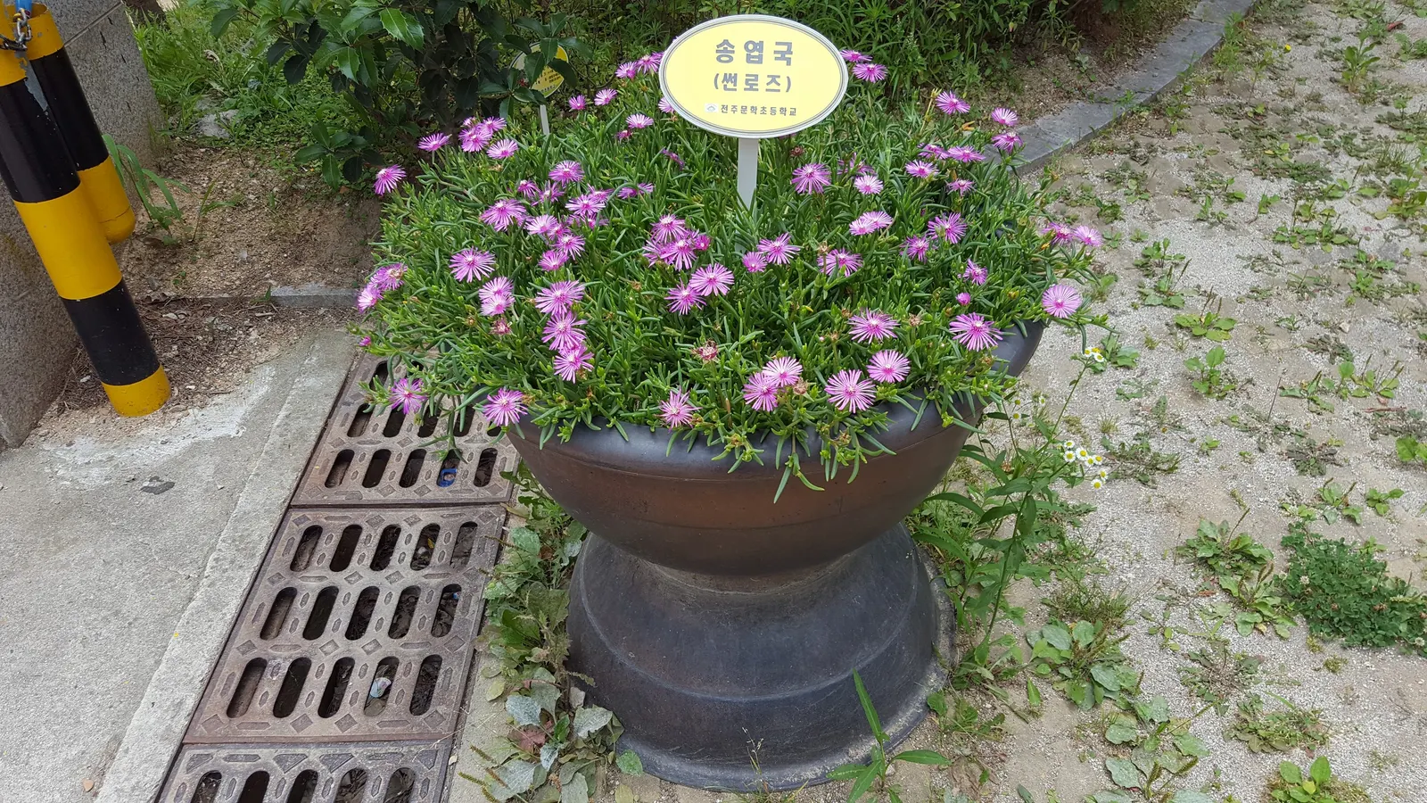 Sunrose (Helianthemum Num. 'Sunny Side Up') — or as part of a rock garden assembly; shrub with multi-colored and white and yellow blooms, image 66