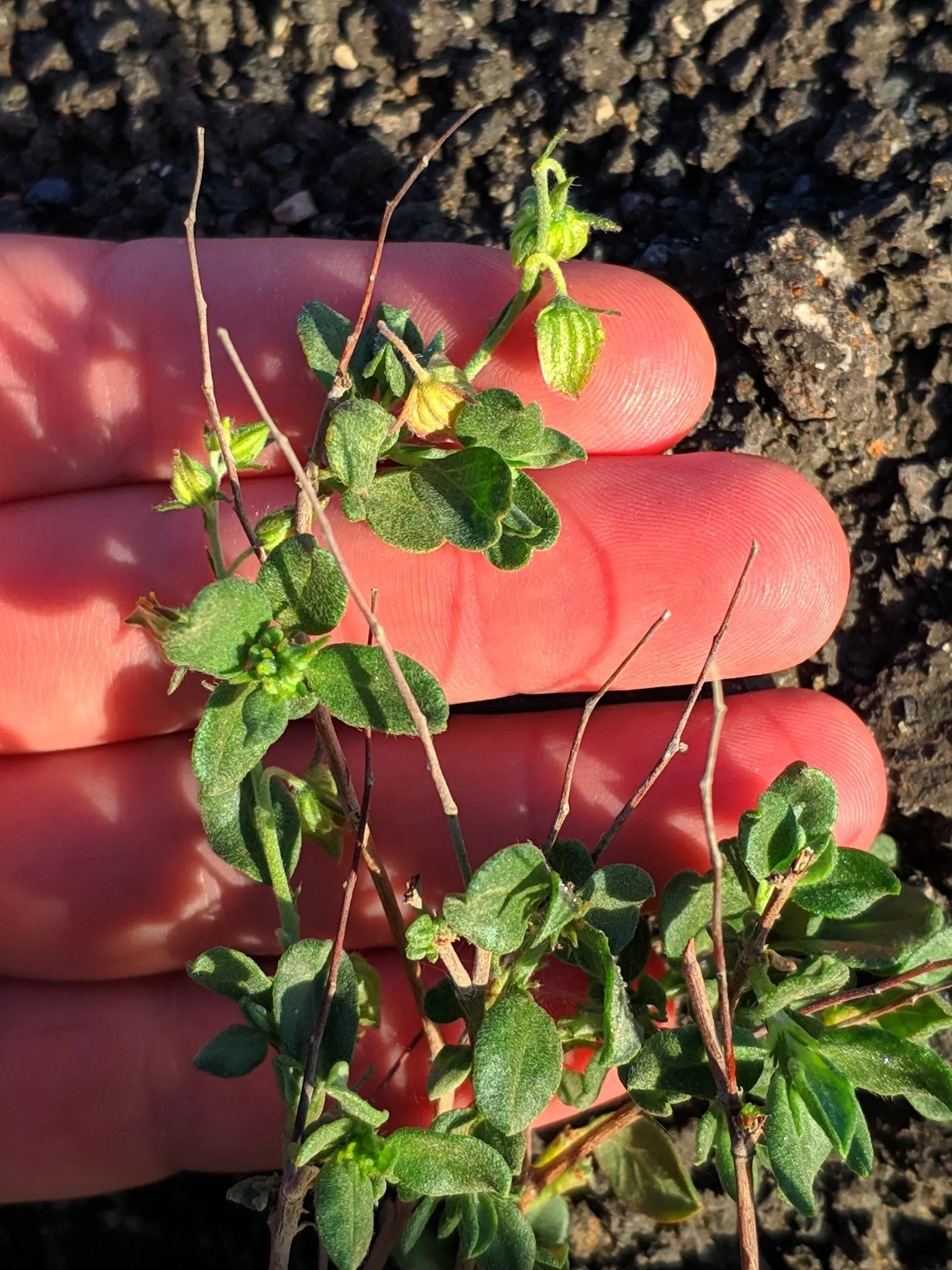 Sunrose (Helianthemum Num. 'Sunny Side Up') — making it ideal for the front of borders; where it receives at least 6 hours of direct sunlight daily