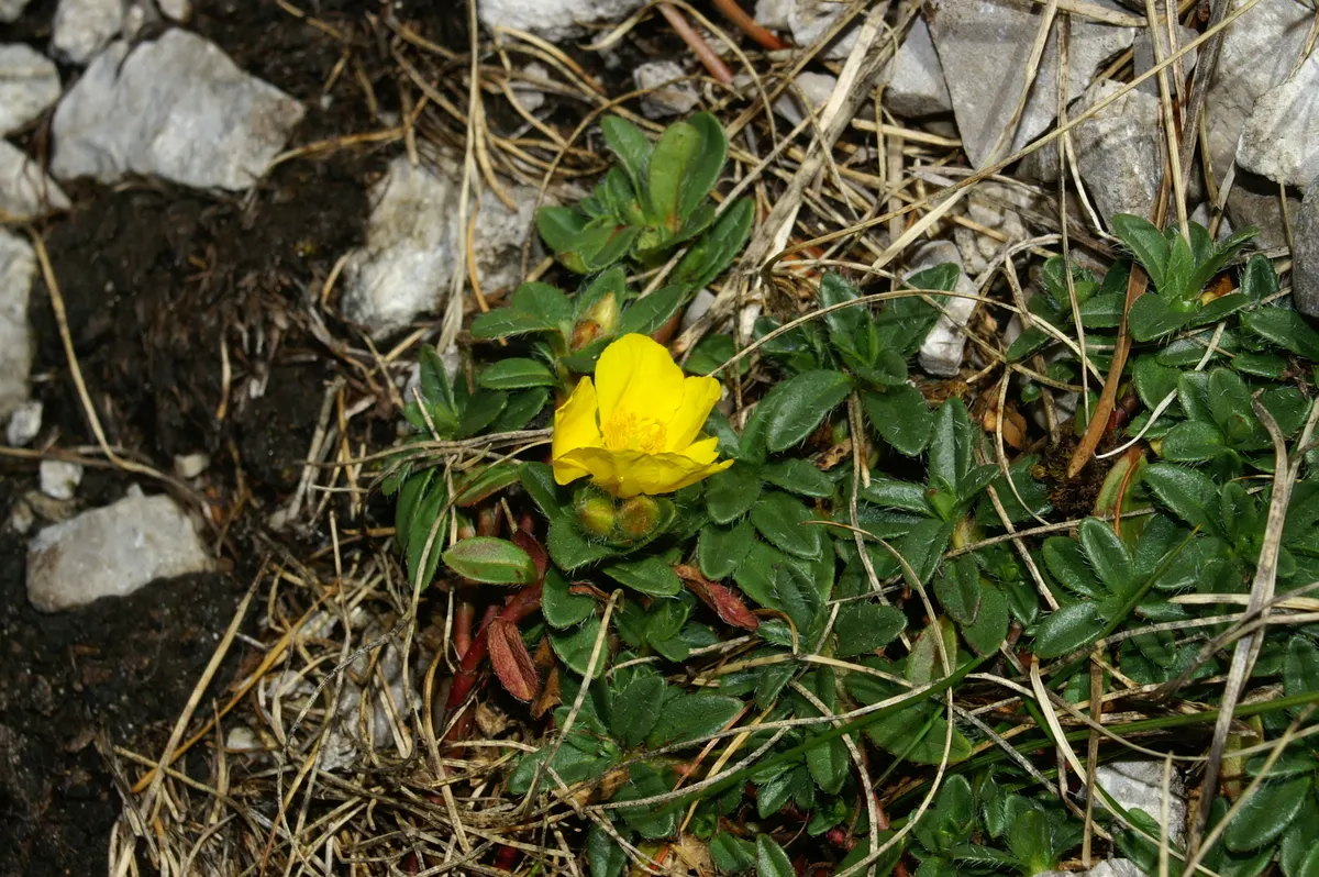 Sunrose (Helianthemum Num. 'Sunny Side Up') — providing excellent ground cover and drought tolerance once established; ensuring optimal flowering, image 75