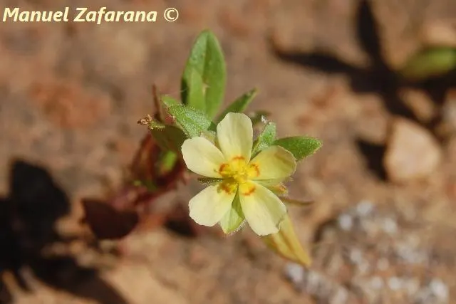 Sunrose (Helianthemum Num. 'Sunny Side Up') — Mature size is about 6 inches high and spreads 12-18 inches wide