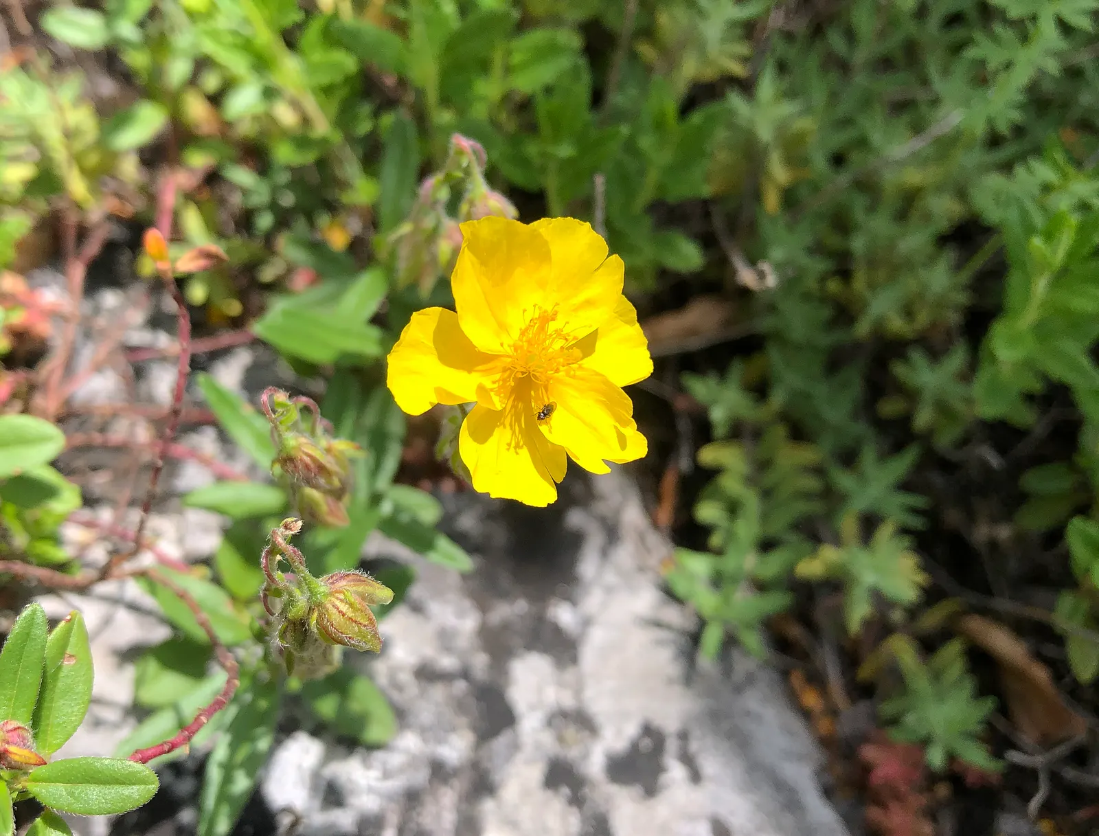 Sunrose (Helianthemum Num. 'Sunny Side Up') — multi-colored and white and yellow flowers in the garden; providing excellent ground cover and, image 67
