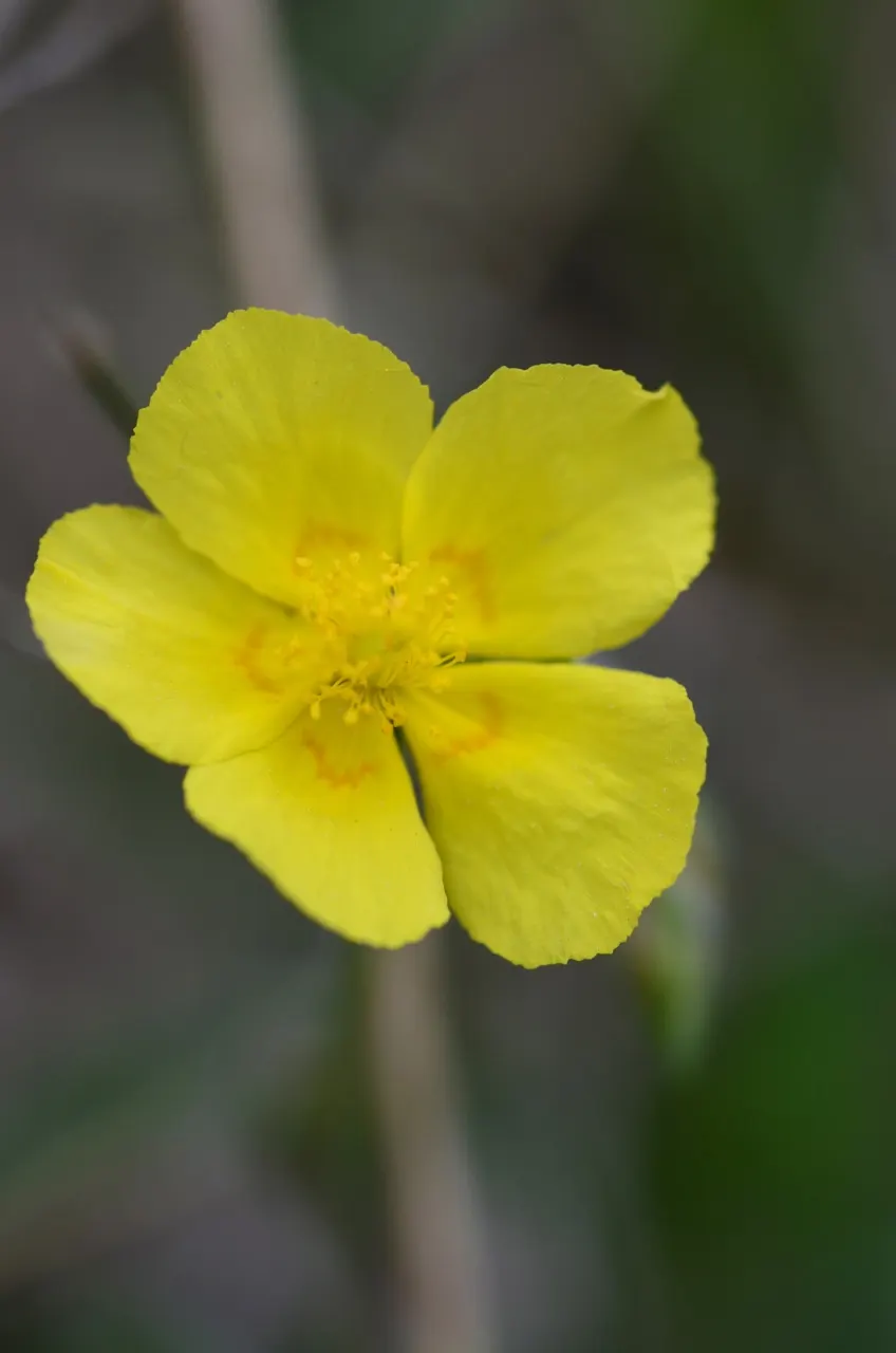 Sunrose (Helianthemum Num. 'Sunny Side Up') — Helianthemum nummularium 'Sunny Side Up'; shrub for full, image 53