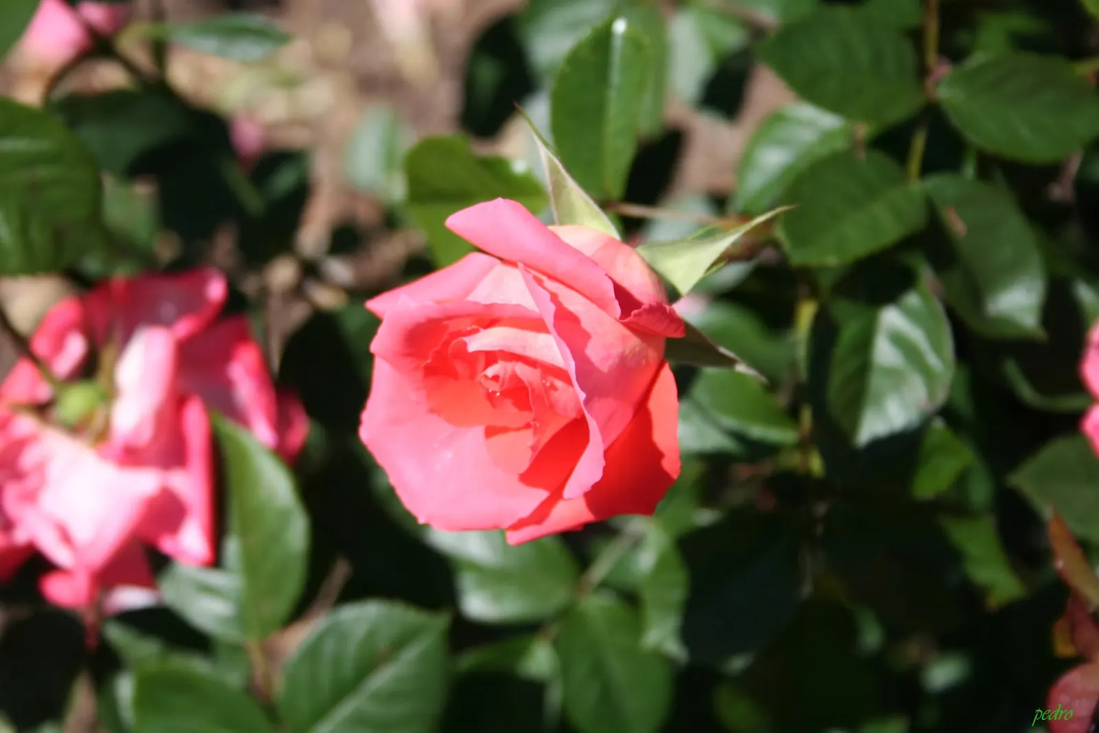 Sunrose (Helianthemum Num. 'Sunny Side Up') — ensuring optimal flowering
