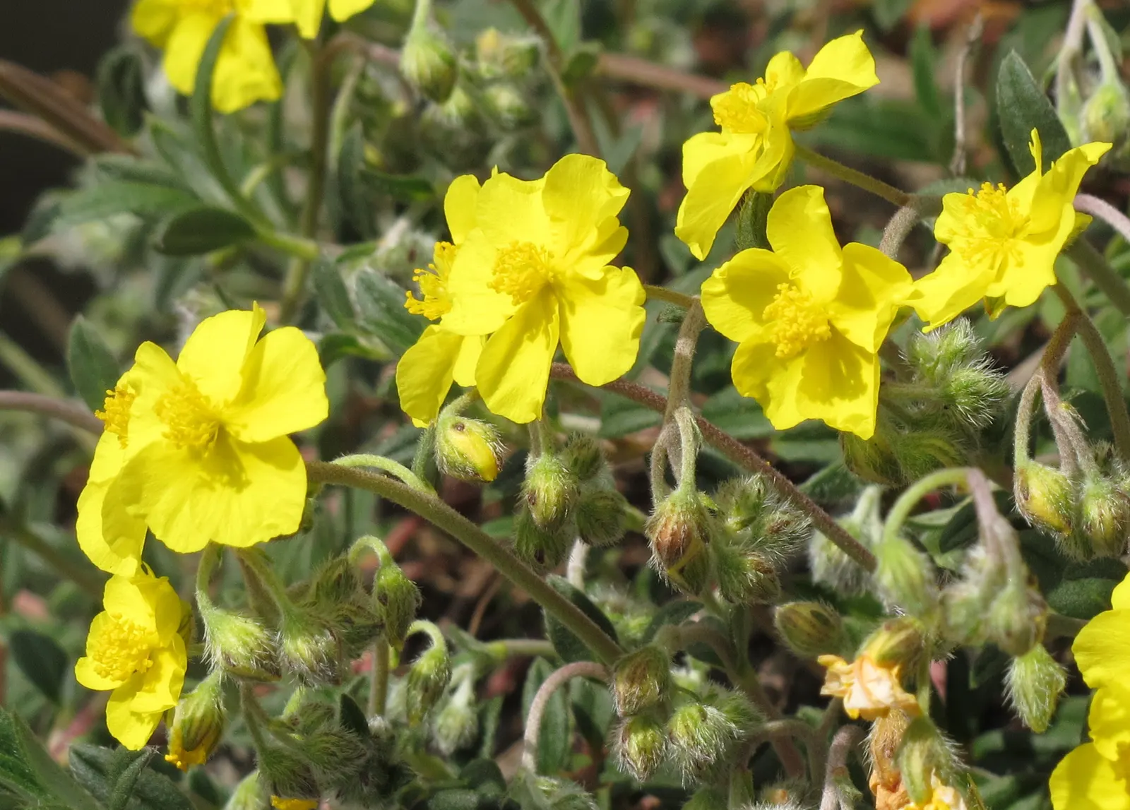 Sunrose (Helianthemum Num. 'Sunny Side Up') — commonly referred to as Sunrose