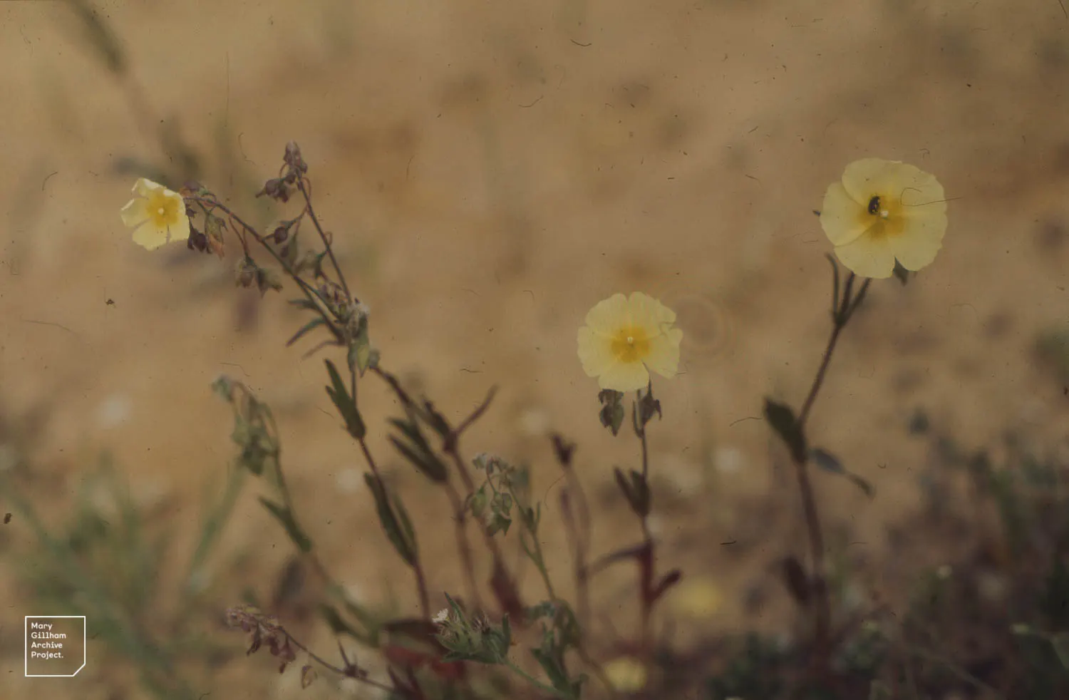 Sunrose (Helianthemum Num. 'Sunny Side Up') — It excels in full sun exposure