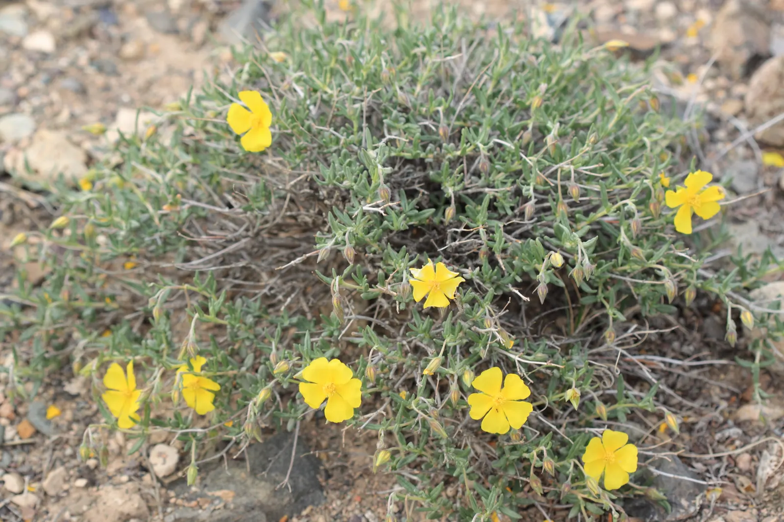 Sunrose (Helianthemum Num. 'Sunny Side Up') — offer a joyful contrast and typically appear in the late spring to early summer months; making it ideal for the