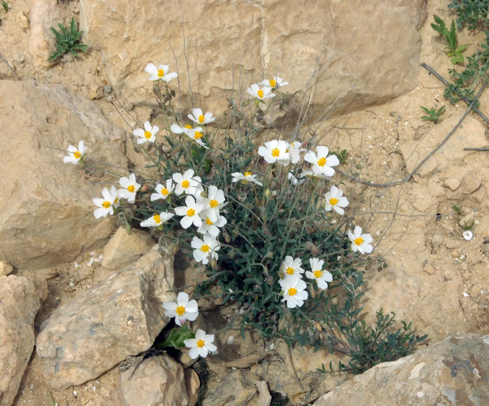 Sunrose (Helianthemum Num. 'Sunny Side Up') — Its cheerful, egg-yolk yellow flowers bloom profusely in late spring and early summer; consider its, image 49