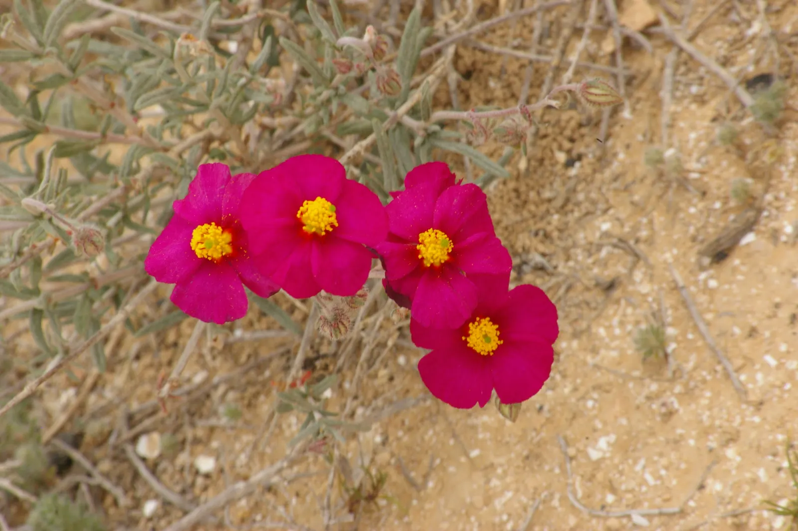 Sunrose (Helianthemum Num. 'Sunny Side Up') — This resilient cultivar is prized for its evergreen qualities in warmer climates; multi-colored and, image 56