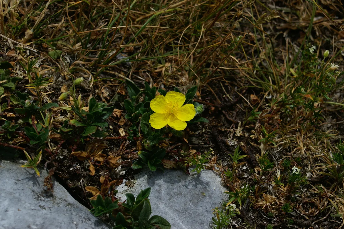 Sunrose (Helianthemum Num. 'Sunny Side Up') — is a charming low-growing perennial that enriches garden landscapes with its profusion of delightful, image 78