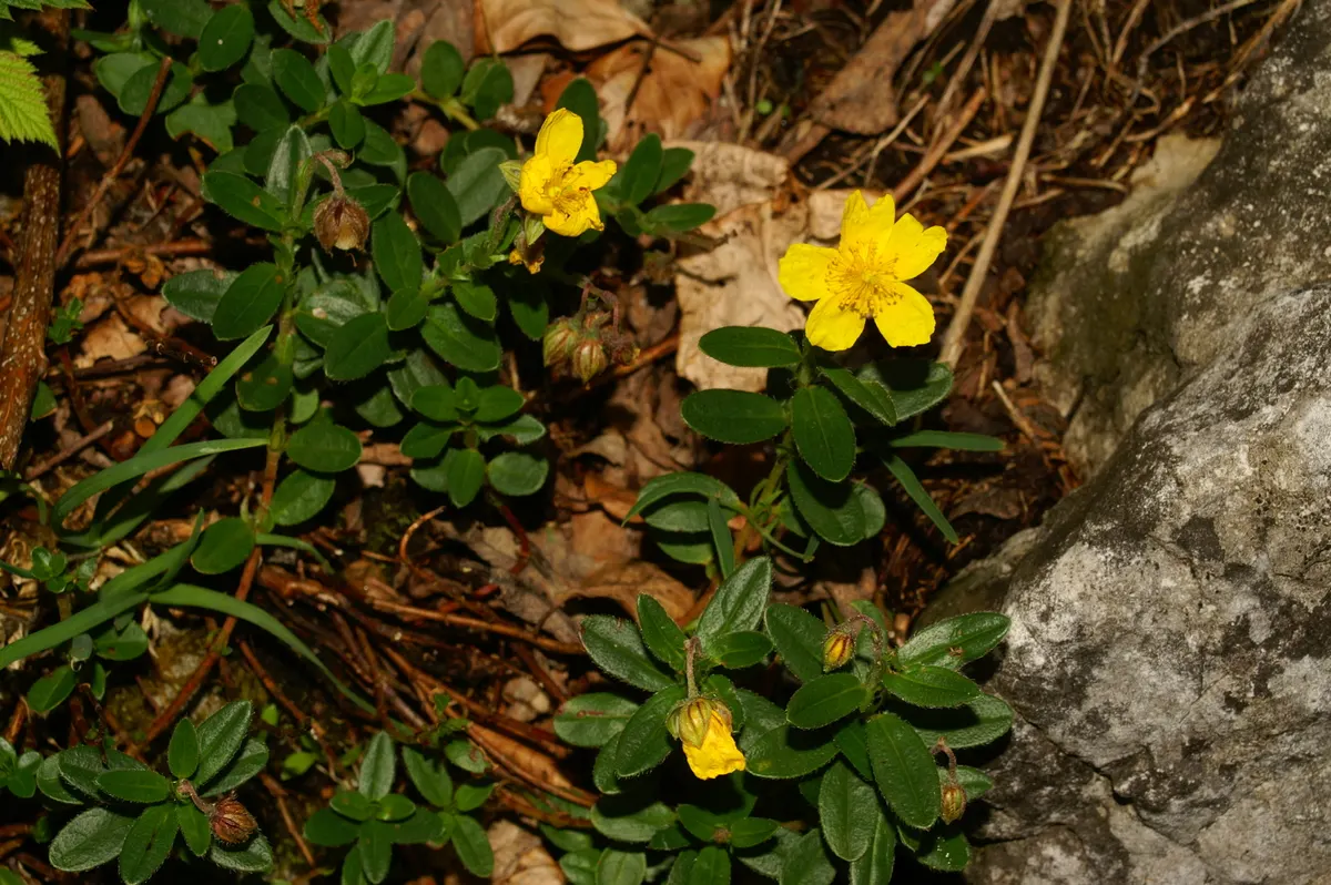 Sunrose (Helianthemum Num. 'Sunny Side Up') — Its cheerful, egg-yolk yellow flowers bloom profusely in late spring and early summer; consider its low stature