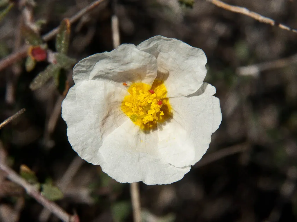 Sunrose (Helianthemum Num. 'Sunny Side Up') — is a charming low-growing perennial that enriches garden landscapes with its profusion of delightful
