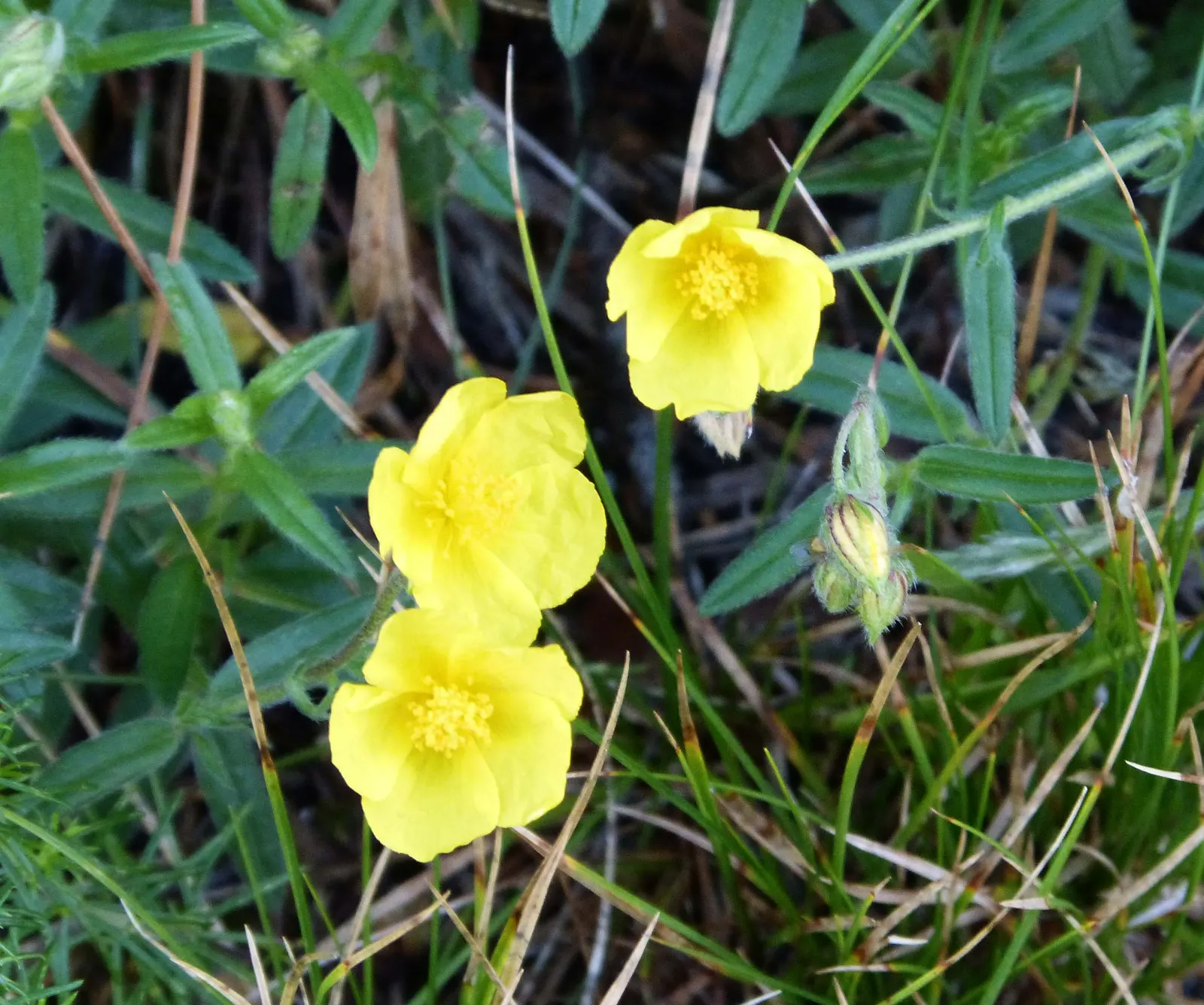 Sunrose (Helianthemum Num. 'Sunny Side Up') — commonly referred to as Sunrose; helianthemum nummularium 'Sunny Side Up'
