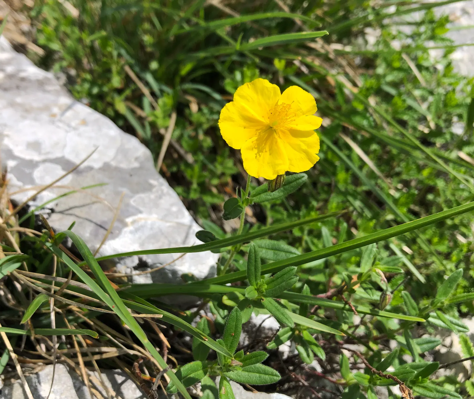 Sunrose (Helianthemum Num. 'Sunny Side Up') — Its cheerful, egg-yolk yellow flowers bloom profusely in late spring and early summer; consider its, image 72