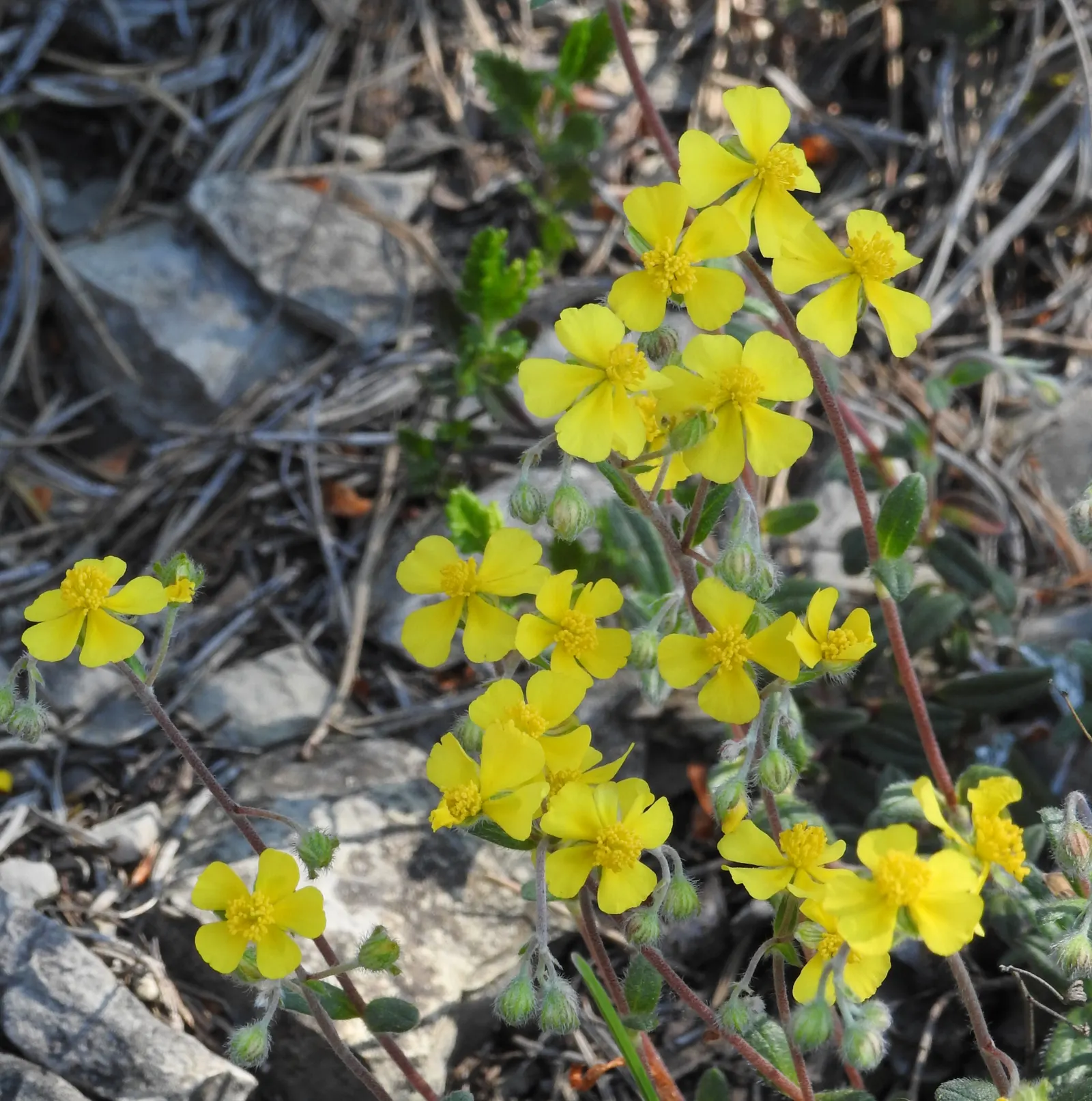 Sunrose (Helianthemum Num. 'Sunny Side Up') — consider its low stature and sprawling habit; commonly referred to as Sunrose
