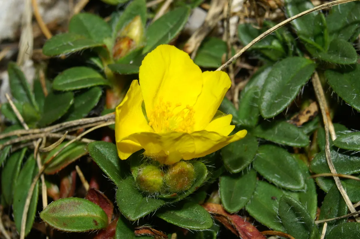 Sunrose (Helianthemum Num. 'Sunny Side Up') — This drought-tolerant plant is also suitable for rock gardens; commonly known as Sunrose, image 63