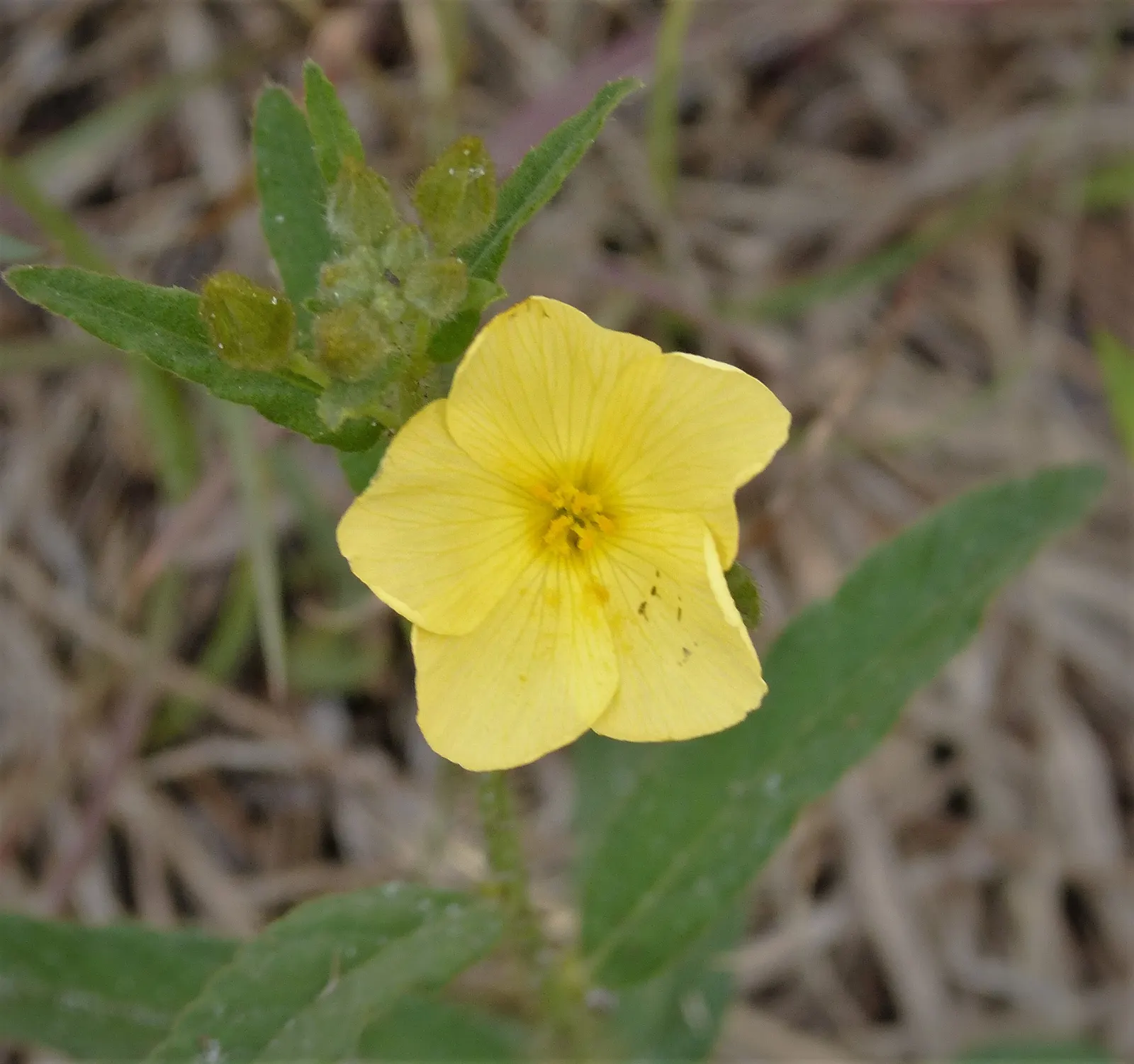 Sunrose (Helianthemum Num. 'Sunny Side Up') — This resilient cultivar is prized for its evergreen qualities in warmer climates; multi-colored and, image 79