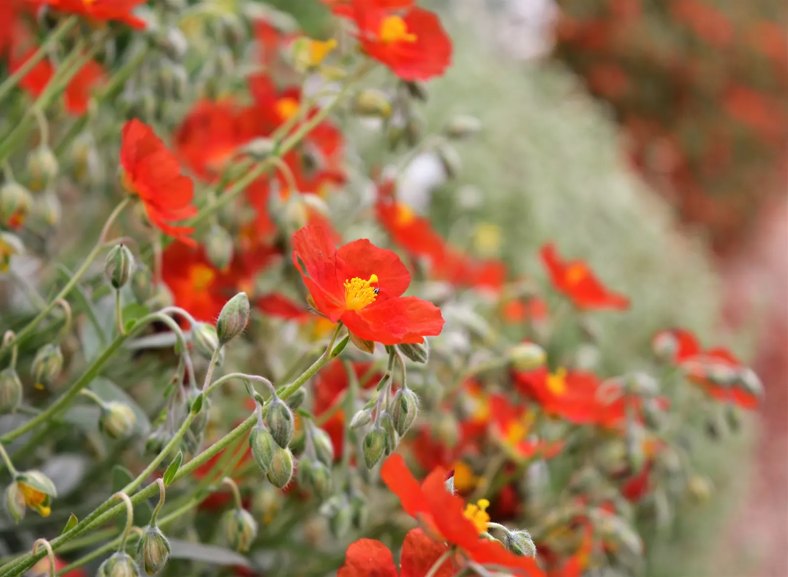Sunrose (Helianthemum Num. 'Sunny Side Up') — or as part of a rock garden assembly; shrub with multi-colored and white and yellow blooms