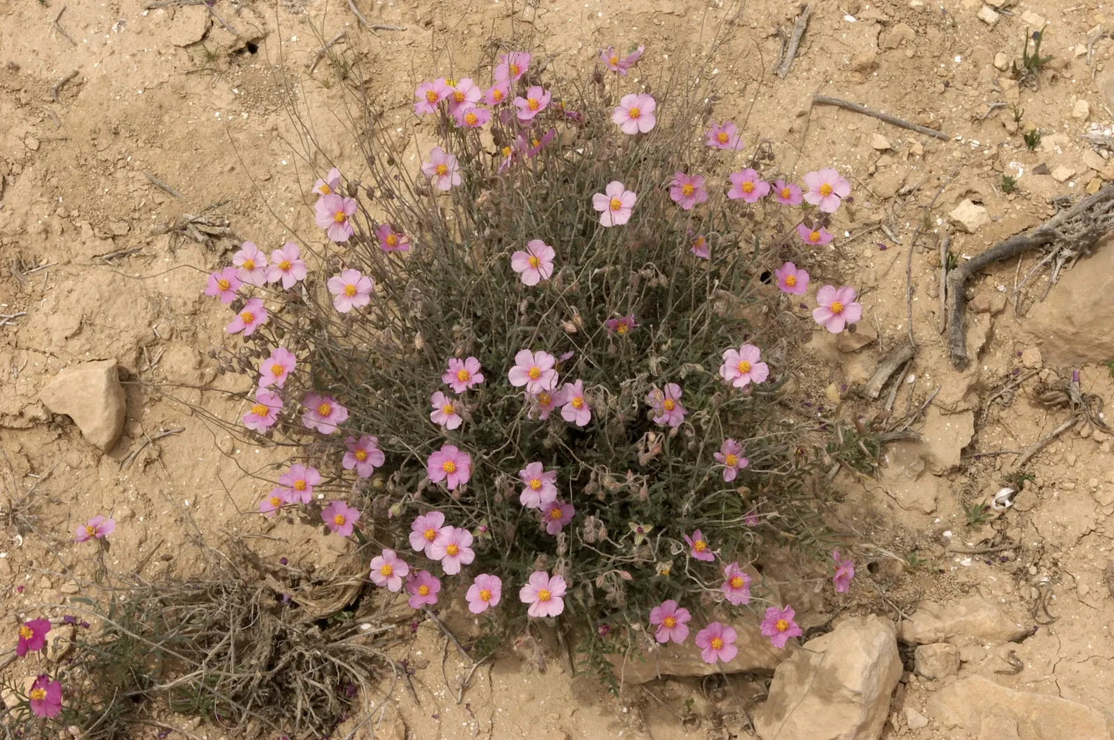 Sunrose (Helianthemum Num. 'Sunny Side Up') — ensuring optimal flowering; this drought-tolerant plant is also suitable for rock gardens, image 62