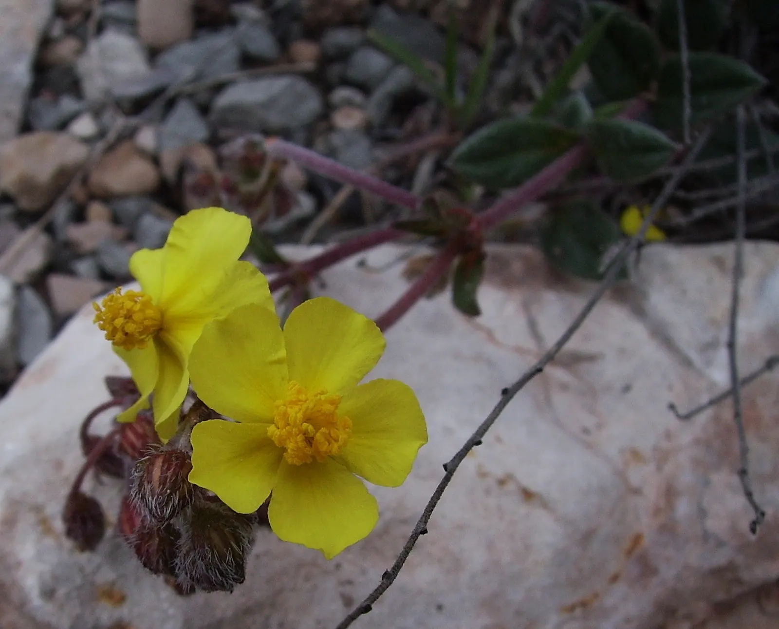 Sunrose (Helianthemum Num. 'Sunny Side Up') — silvery-green leaves that provide an attractive backdrop for its bright yellow flowers