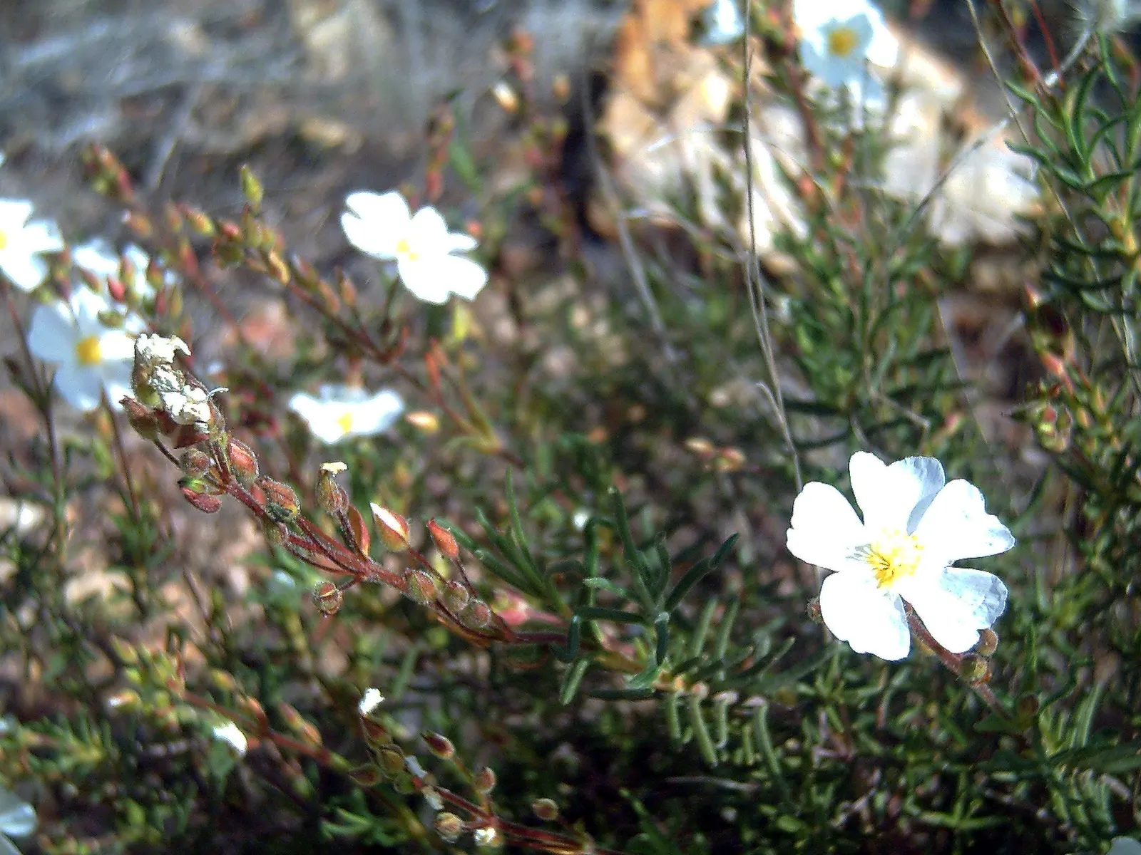 Sunrose (Helianthemum Num. 'Sunny Side Up') — mat-forming habit with vibrant green foliage; silvery-green leaves that provide an attractive, image 48