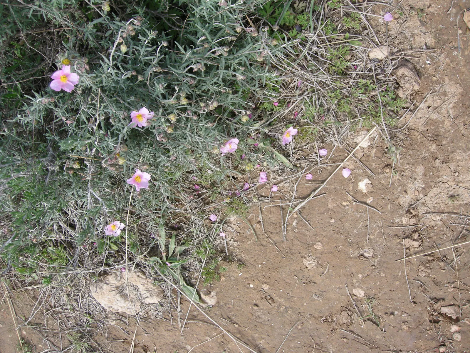 Sunrose (Helianthemum Num. 'Sunny Side Up') — commonly referred to as Sunrose; helianthemum nummularium 'Sunny Side Up', image 54