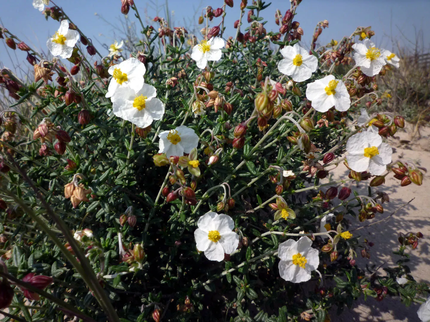 Sunrose (Helianthemum Num. 'Sunny Side Up') — commonly referred to as Sunrose; helianthemum nummularium 'Sunny Side Up', image 77