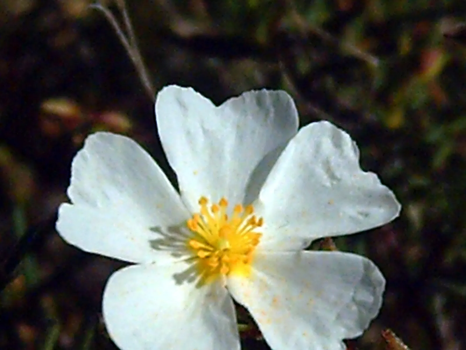 Sunrose (Helianthemum Num. 'Sunny Side Up') — Helianthemum nummularium 'Sunny Side Up'; shrub for full, image 76